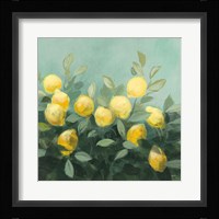 Lemon Grove II Framed Print