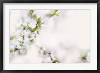 First White of Spring Fine Art Print