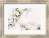 First White of Spring Fine Art Print