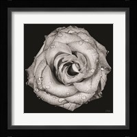 A Love Lost Fine Art Print