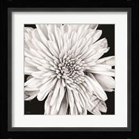 Black and White Love II Fine Art Print