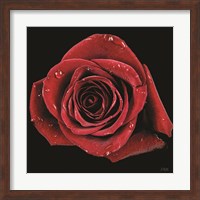 Broken Heart Rose Fine Art Print