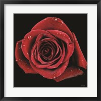 Broken Heart Rose Fine Art Print