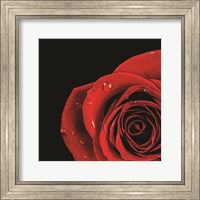 Pop of Red Rose Fine Art Print