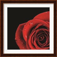 Pop of Red Rose Fine Art Print