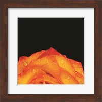 Orange Petals Fine Art Print