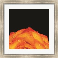 Orange Petals Fine Art Print