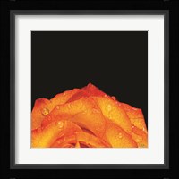 Orange Petals Fine Art Print