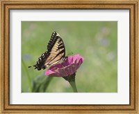 Butterfly Resting Spot I Fine Art Print