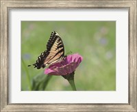 Butterfly Resting Spot I Fine Art Print