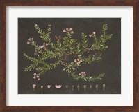 Alpine Azalea Fine Art Print