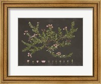 Alpine Azalea Fine Art Print