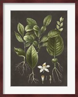Citrus Botanical Fine Art Print