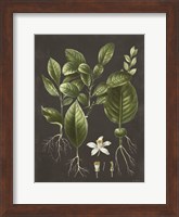 Citrus Botanical Fine Art Print