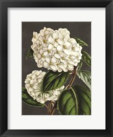 Hydrangea Fine Art Print