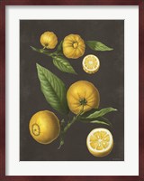 Lemon Citrus Fine Art Print