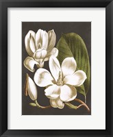 Magnolia Fine Art Print