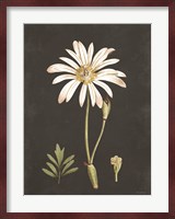 Naturalist Bloom Study Fine Art Print