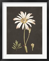Naturalist Bloom Study Fine Art Print