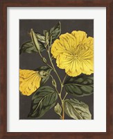 Yellow Vine Fine Art Print