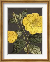 Yellow Vine Fine Art Print