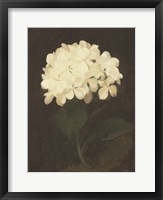 Vintage White Hydrangea Fine Art Print