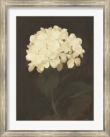Vintage White Hydrangea Fine Art Print