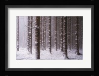 Red Woods Fine Art Print