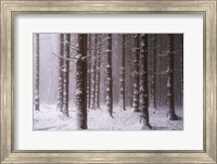 Red Woods Fine Art Print