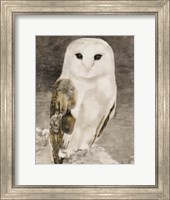 Snowy Owl 1 Fine Art Print