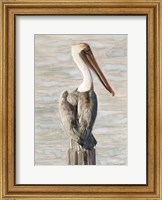 Brown Pelican 1 Fine Art Print