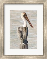 Brown Pelican 1 Fine Art Print