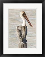 Brown Pelican 1 Fine Art Print