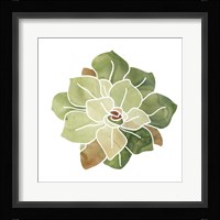 Succulent Cameo XVI Framed Print