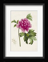 Pretty Pink Botanicals I Framed Print