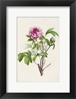 Pretty Pink Botanicals V Fine Art Print