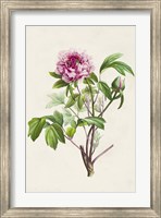 Pretty Pink Botanicals V Fine Art Print