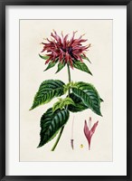 Antique Floral Folio I Fine Art Print