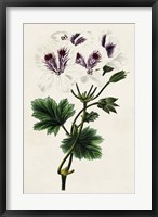 Antique Floral Folio IX Fine Art Print