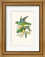 Lime & Cerulean Parrots II Fine Art Print