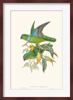 Lime & Cerulean Parrots II Fine Art Print