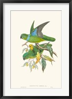 Lime & Cerulean Parrots II Fine Art Print