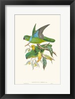 Lime & Cerulean Parrots II Framed Print