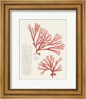 Vintage Coral Study I Fine Art Print