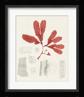 Vintage Coral Study II Framed Print