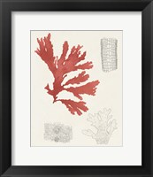 Vintage Coral Study III Fine Art Print