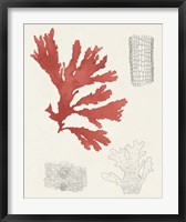 Vintage Coral Study III Fine Art Print