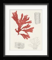 Vintage Coral Study III Framed Print