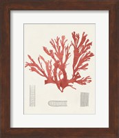 Vintage Coral Study IV Fine Art Print
