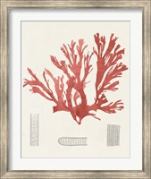 Vintage Coral Study IV Fine Art Print